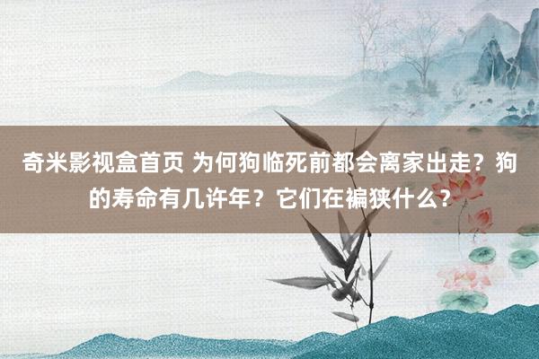 奇米影视盒首页 为何狗临死前都会离家出走？狗的寿命有几许年？它们在褊狭什么？