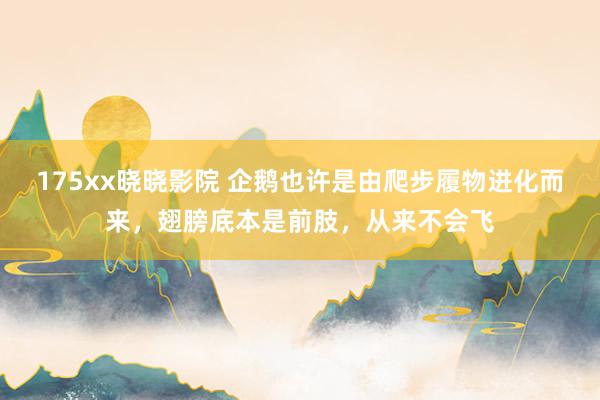175xx晓晓影院 企鹅也许是由爬步履物进化而来，翅膀底本是前肢，从来不会飞